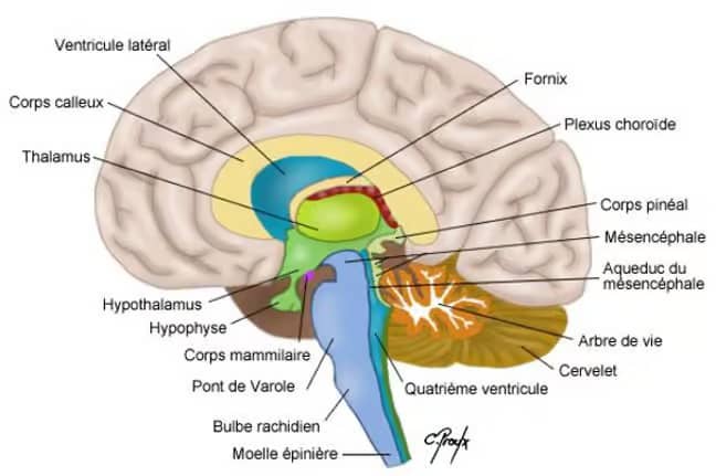 la structure du cerveau