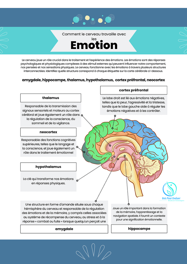 Les émotions et le cerveau